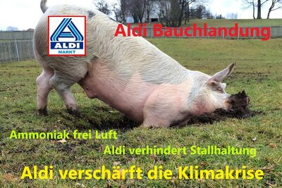 Schwein_Wiese_1abbb.jpg